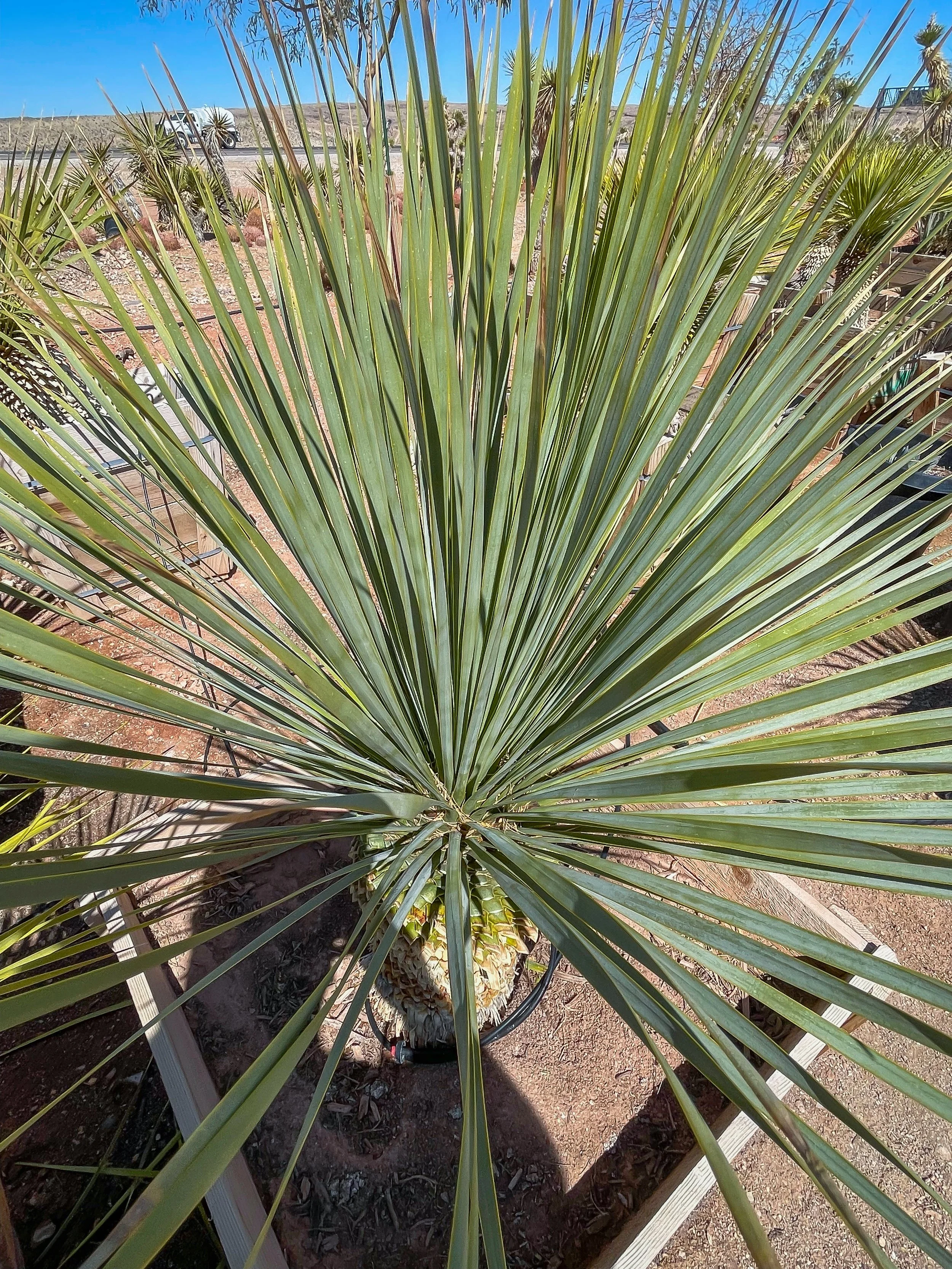 Joshua Tree | Buy Yucca brevifolia Online - Cactus World